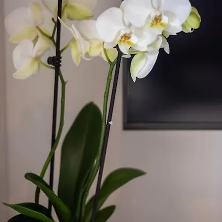 Amon Estel Apartment